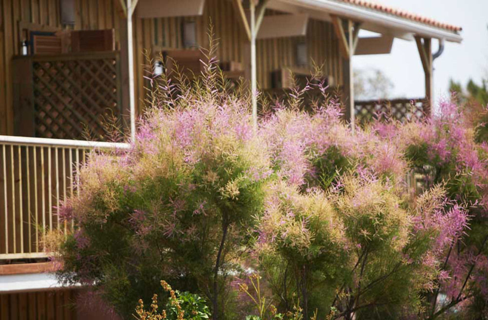 Hotel Des Dunes Lège-Cap-Ferret Kültér fotó